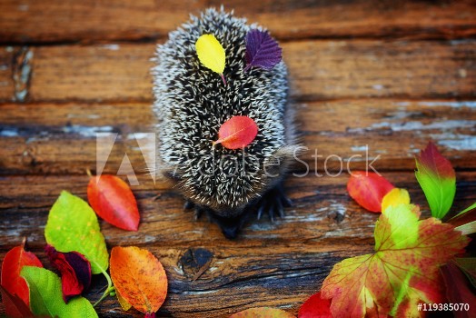 Picture of Hedgehog on the old wooden background in grunge style with autumn leaves rural retro style